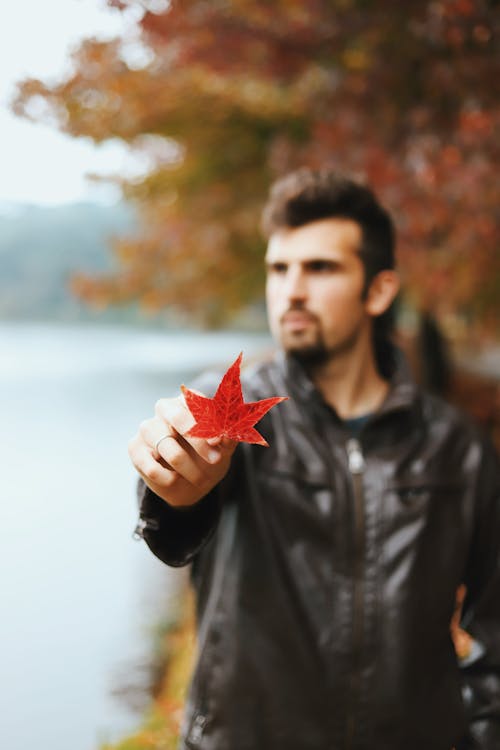 Ücretsiz adam, akçaağaç yaprağı, bulanıklık içeren Ücretsiz stok fotoğraf Stok Fotoğraflar