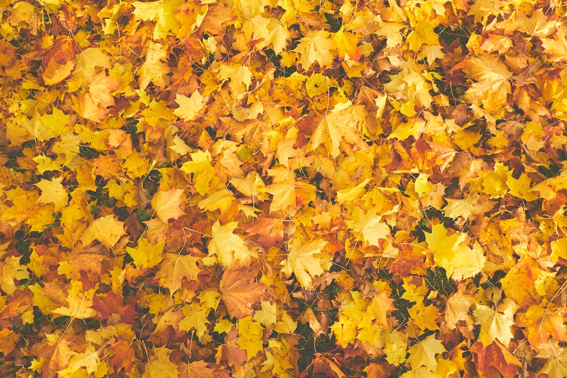 Free Yellow Dry Maple Stock Photo