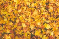 秋季枫叶系列色彩鲜艳，呈现明亮的黄色和橙色