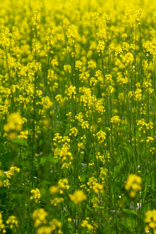 Yellow Flower Field 