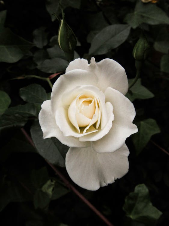White Rose in Bloom · Free Stock Photo