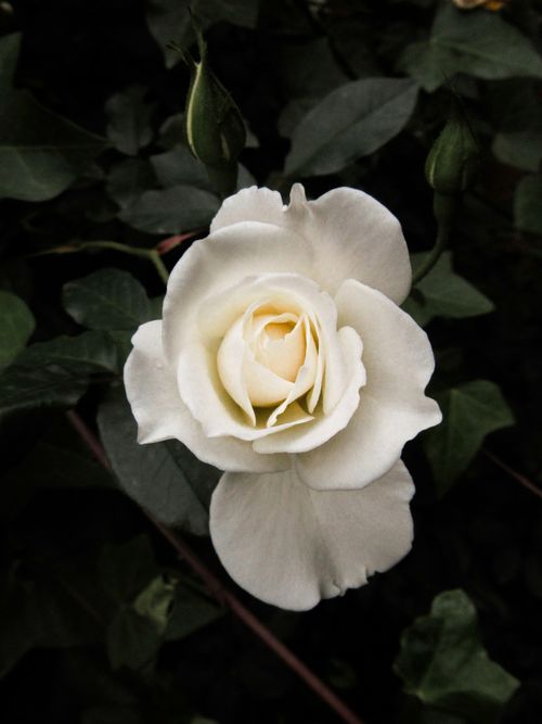 Free A captivating close-up of a blooming white rose surrounded by lush green leaves. Stock Photo