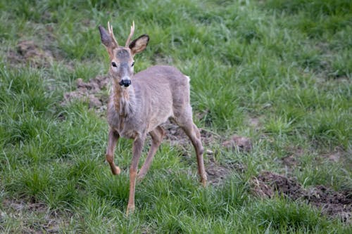 Free stock photo of roe deer