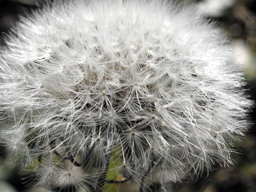 Foto En Primer Plano De Diente De León Blanco