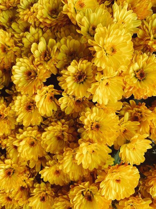 Imagine de stoc gratuită din anotimp, botanic, crizantemă