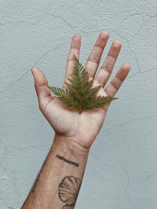 Free Hand with Leaf Stock Photo