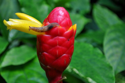 Brown Slug on Yellow Beehive Ginger Flower