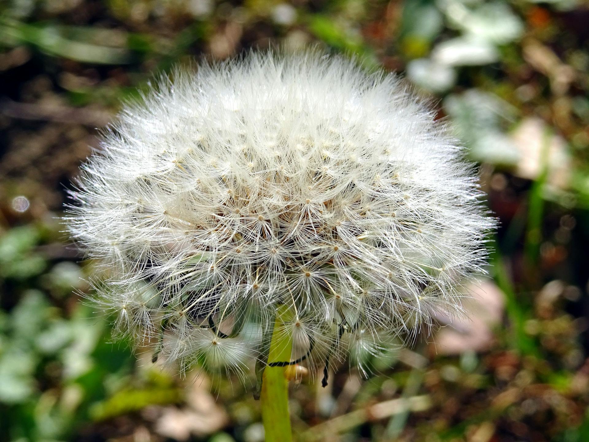 Detailed close-up of a dandelion seed head in a garden, showcasing fragile white seeds.