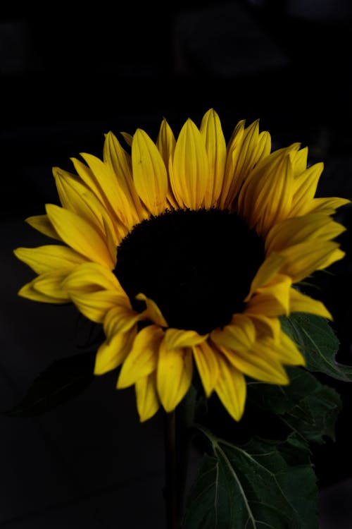 A Close-Up Shot of a Sunflower