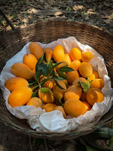 Kesar Mango