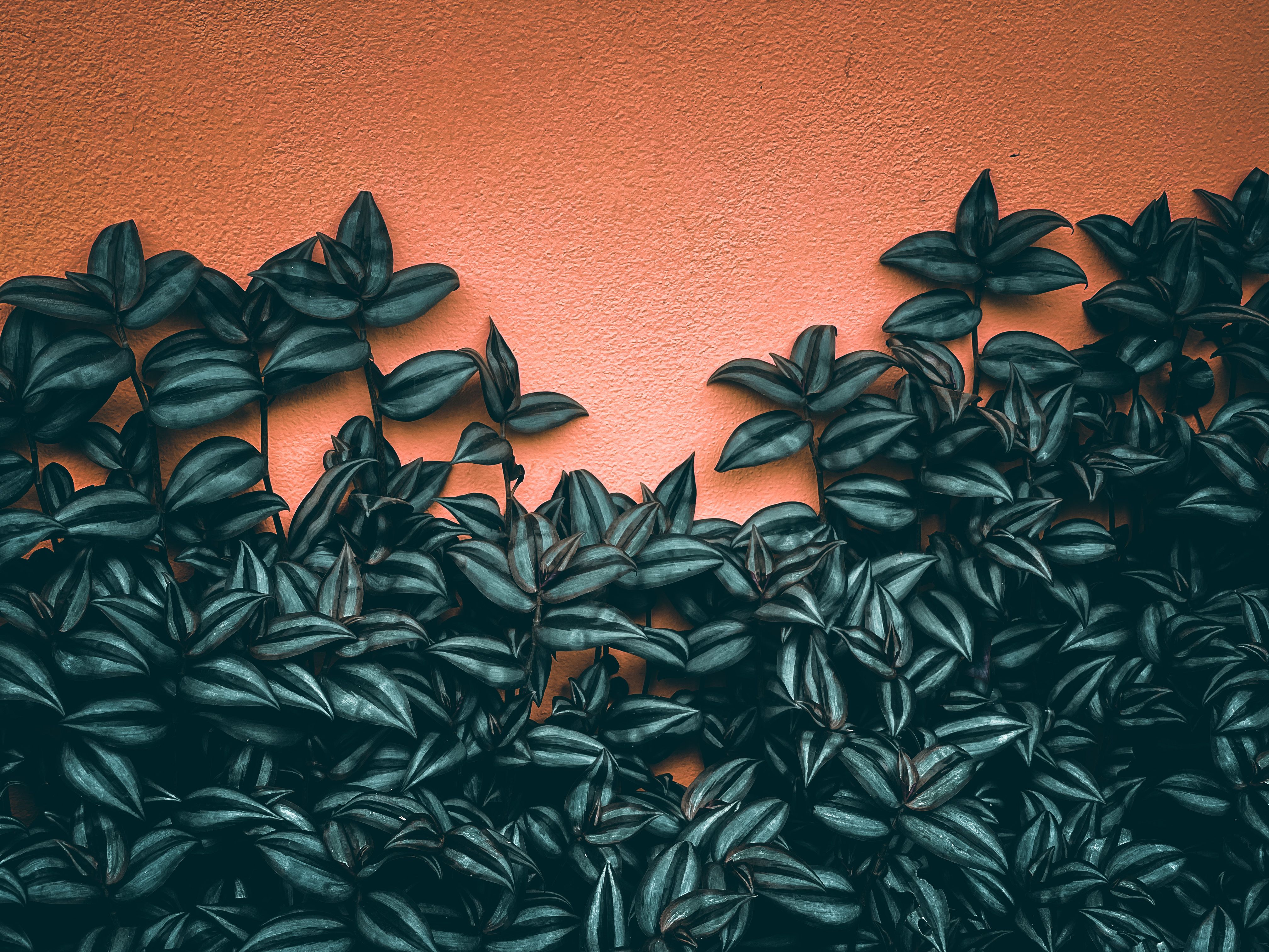 Lush dark green leaves create a striking contrast against a terracotta colored wall.