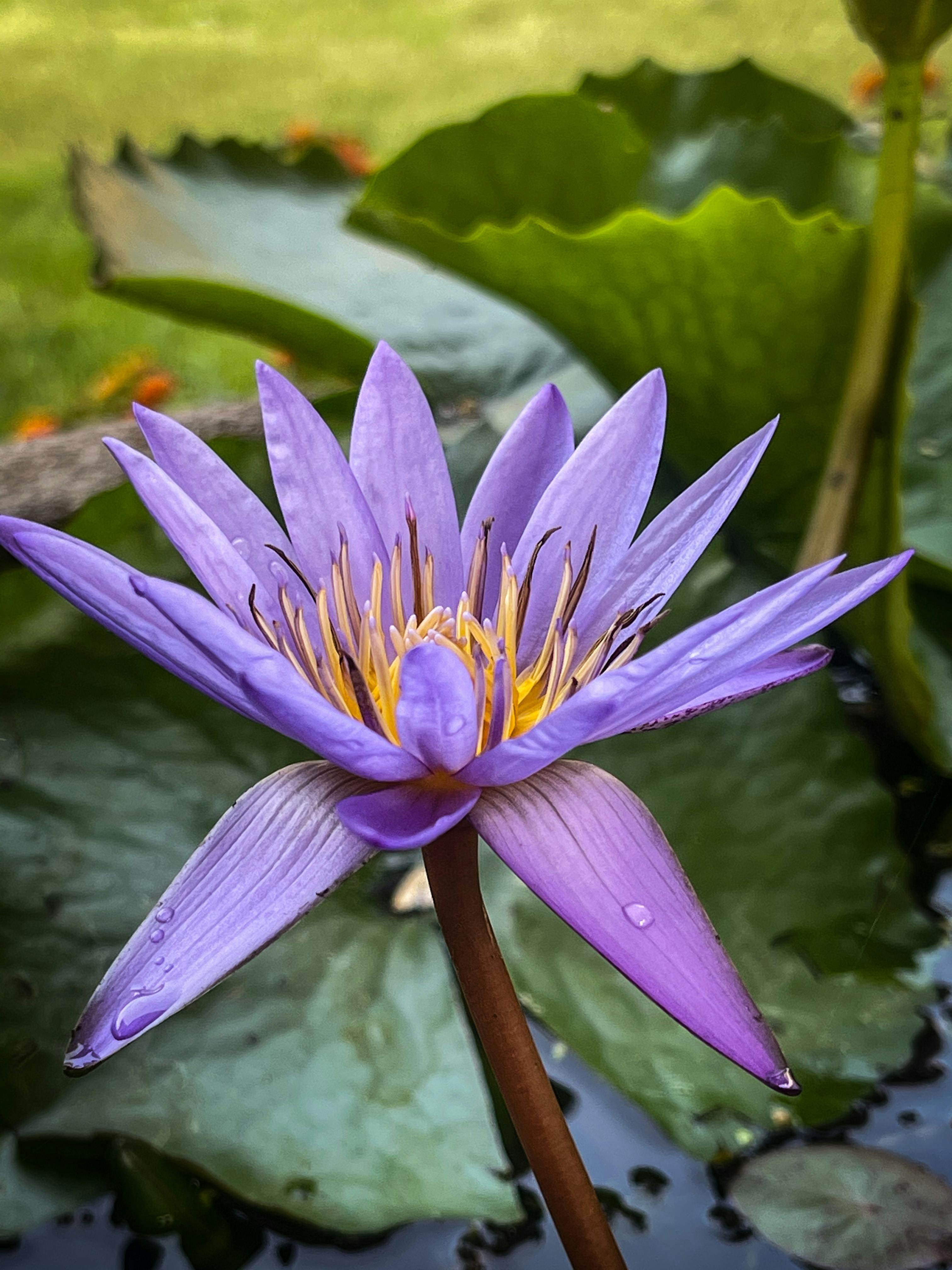 Purple Yellow Petaled Flowers · Free Stock Photo