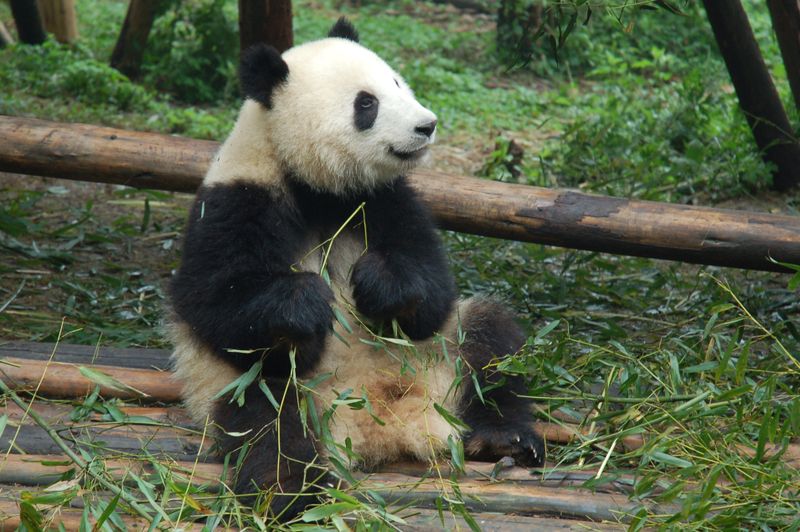 A giant panda holding and eating green bamboo leaves