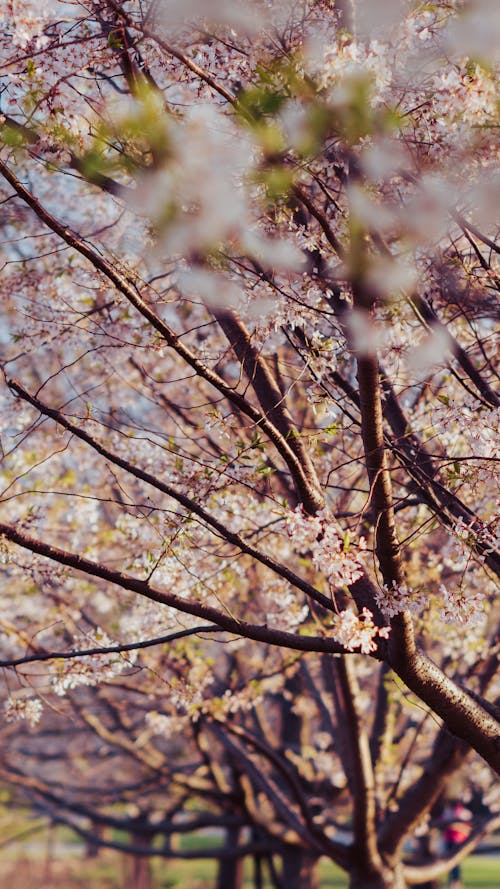 Free Cherry Blossoms in Tilt Shift Lens  Stock Photo