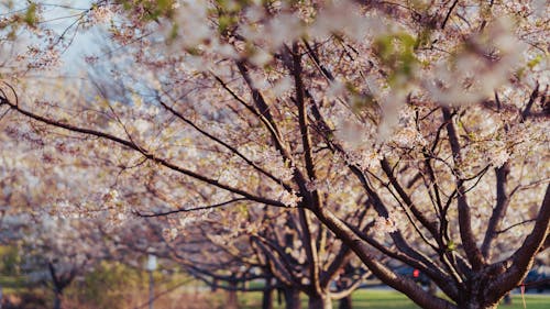 Δωρεάν στοκ φωτογραφιών με sakura, άνθη κερασιάς, βάθος πεδίου