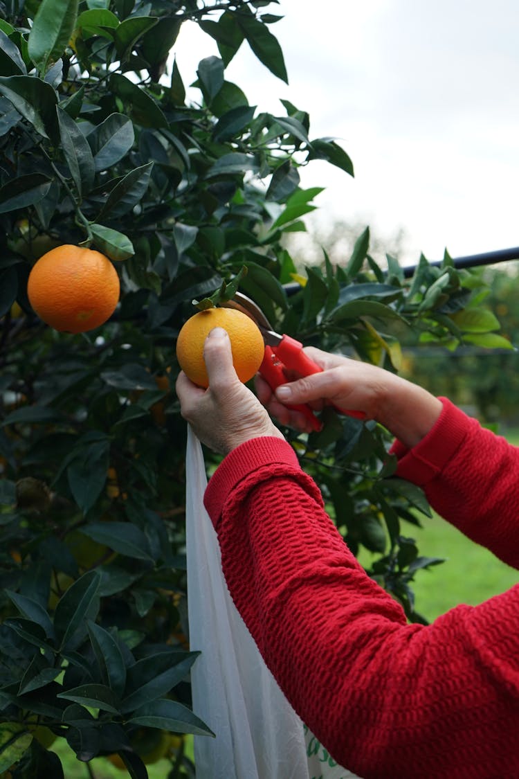 Hands Harvesting Orange Fruit From Stem