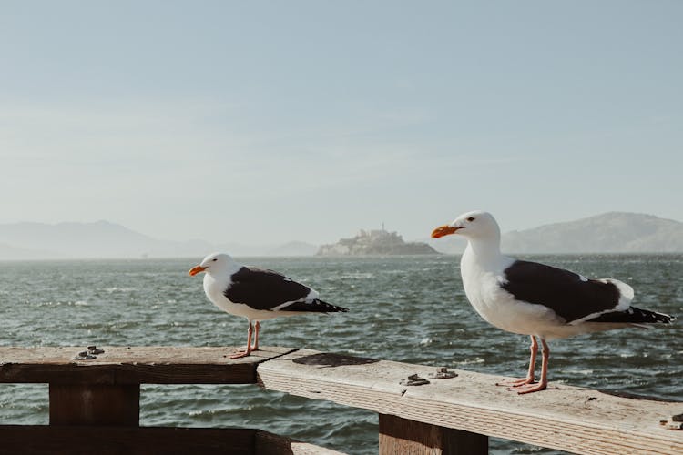 Close-Up Shot Of Kelp Gulls On A Wooden Plank Near The Sea