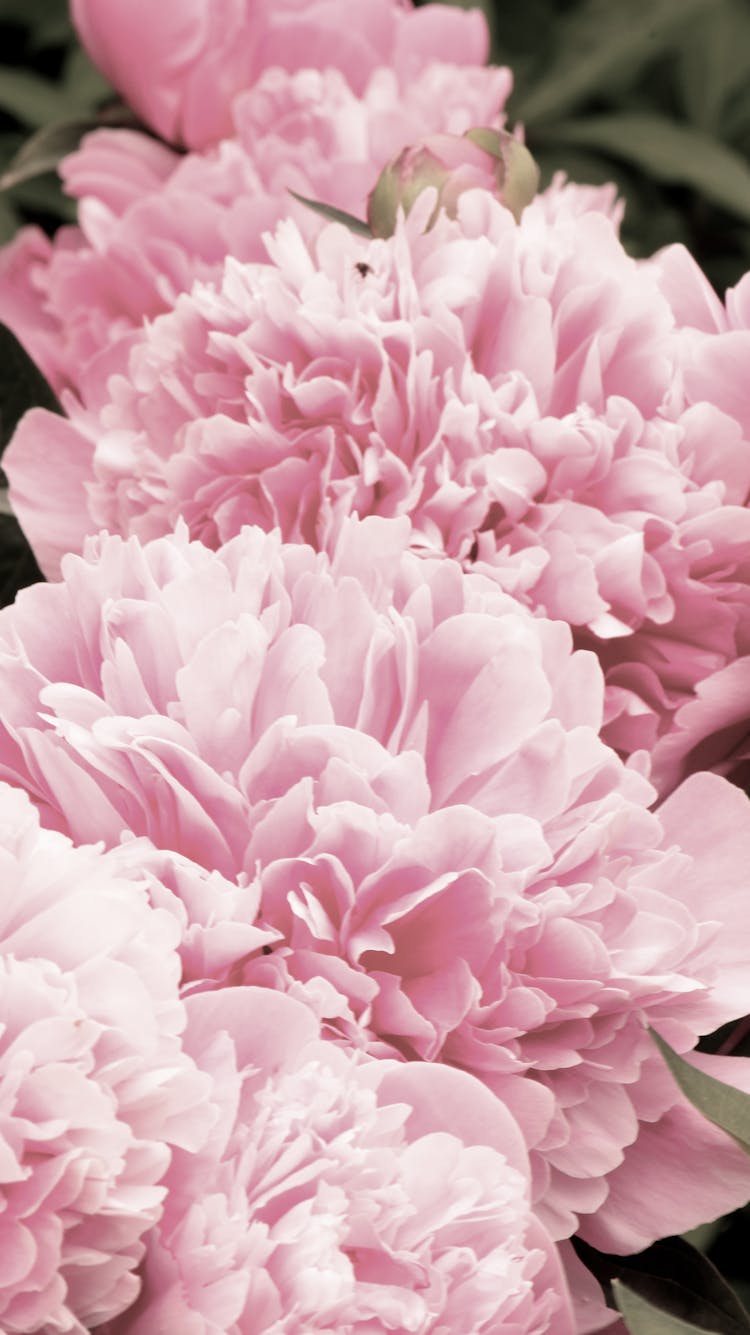 Pink Peony Flowers In Bloom