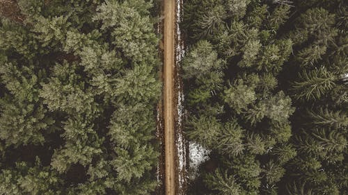 Vue Aérienne De La Route Entre Les Pins