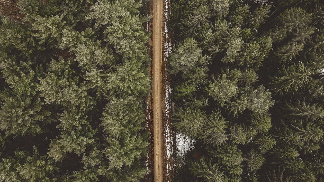 Aerial Shot of Road Between Pine Trees