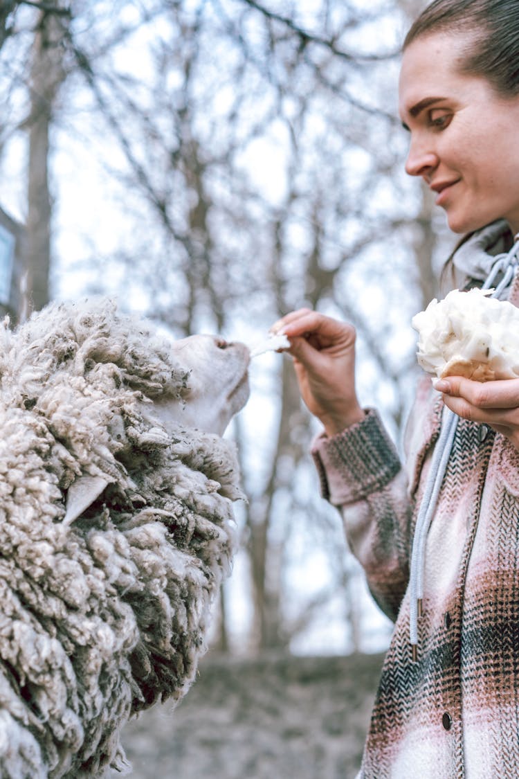 Woman Feeding Sheep With Bread In Park