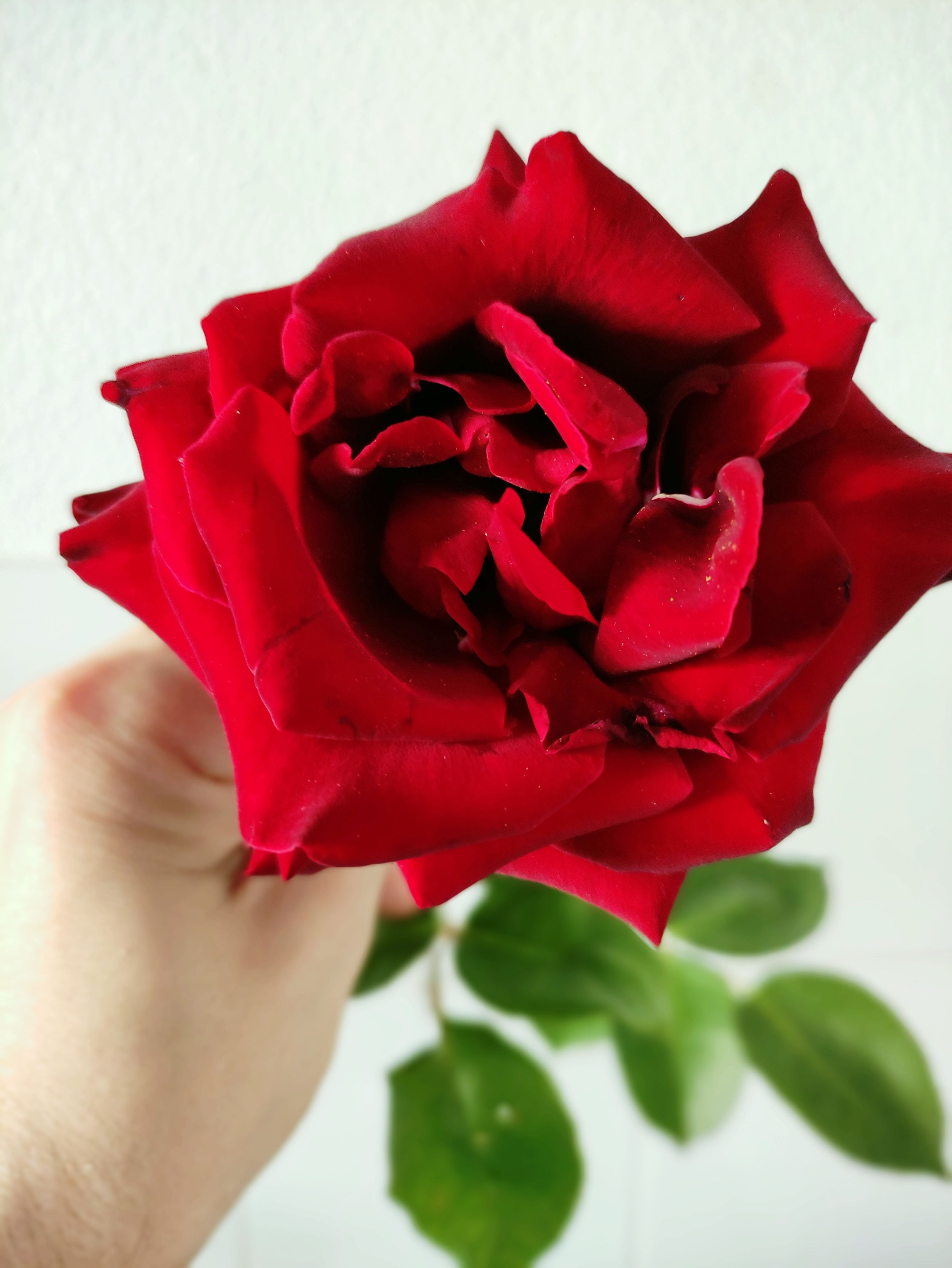 A Person Holding a Red Rose · Free Stock Photo