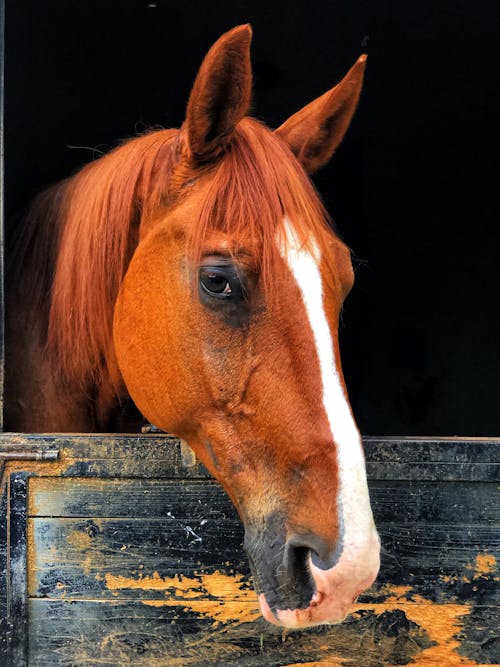 Foto profissional grátis de animal, cabeça, cavalo