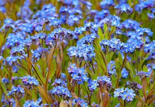 ฟรี คลังภาพถ่ายฟรี ของ กลางแจ้ง, ดอกไม้สีฟ้า, ธรรมชาติ คลังภาพถ่าย