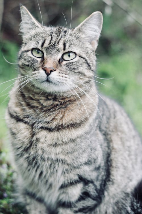 Free Close-up Photo of Gray Tabby Cat  Stock Photo