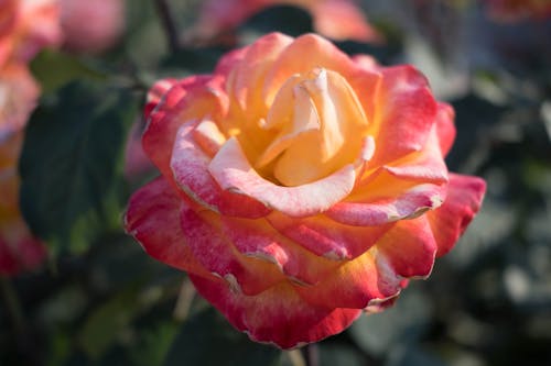 A Close-Up Shot of a Rose