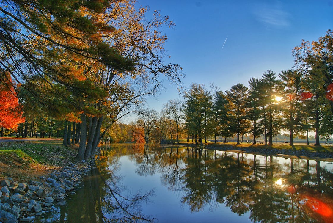 Free Scenic View of the Trees Stock Photo