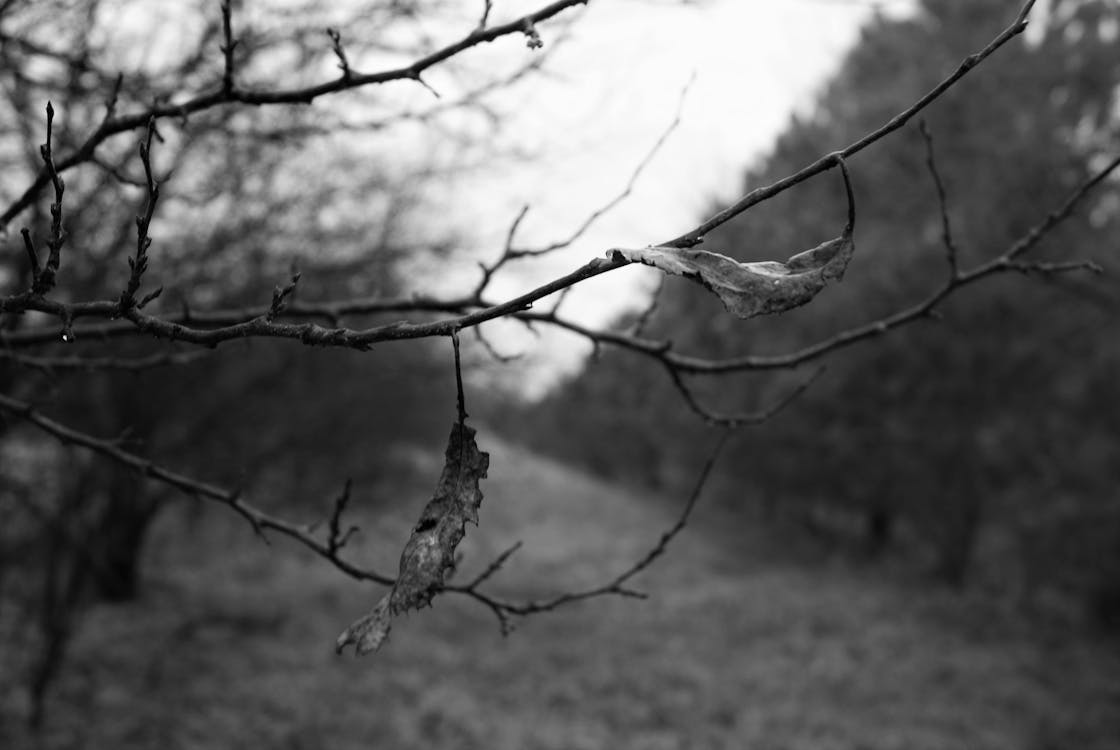Fotobanka s bezplatnými fotkami na tému čierna a biela, listy, vetva stromu