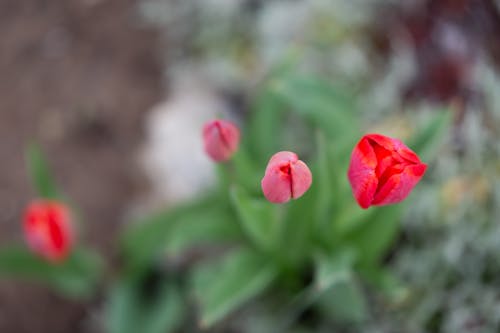 春天, 红色郁金香, 花 的 免费素材图片