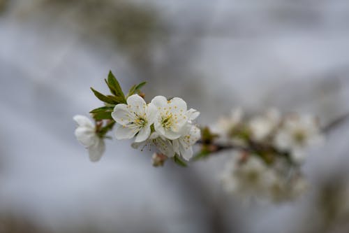 Free stock photo of beautiful nature, blooms, flower