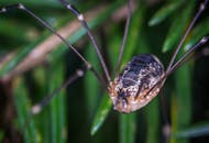 这张特写图像展示了绿色植物中收割者蜘蛛的错综复杂细节