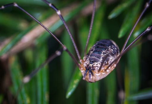 这张特写图像展示了绿色植物中收割者蜘蛛的错综复杂细节