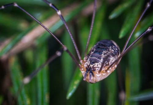 Free Close-up image of a Harvestman spider among greenery, showcasing intricate details. Stock Photo