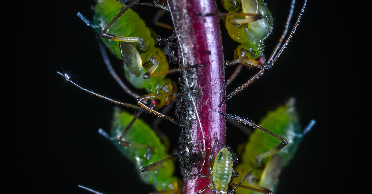 Free stock photo of insect, macro