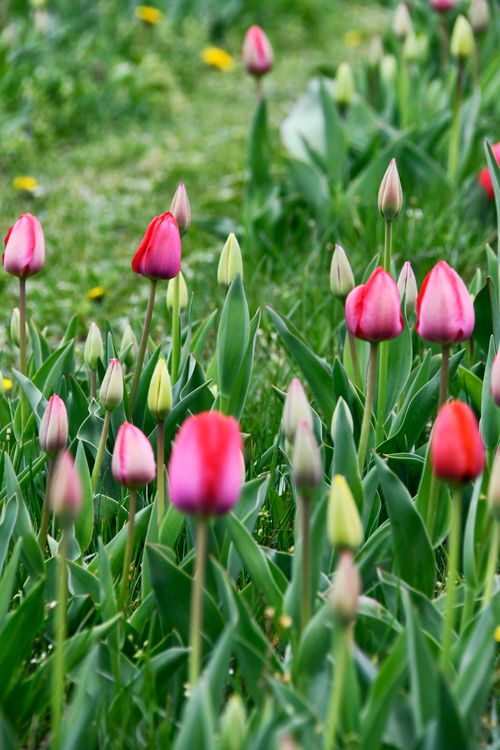 Free Colorful tulips in full bloom swaying gently in a lush green field, capturing spring's essence. Stock Photo