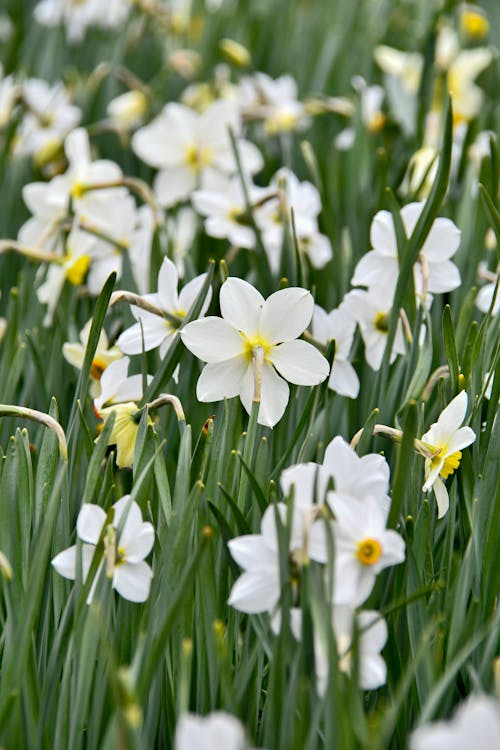 Ingyenes stockfotó fehér virágok, függőleges lövés, kert témában Stockfotó