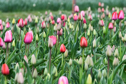 A Close-Up Shot of a Field of Tulips