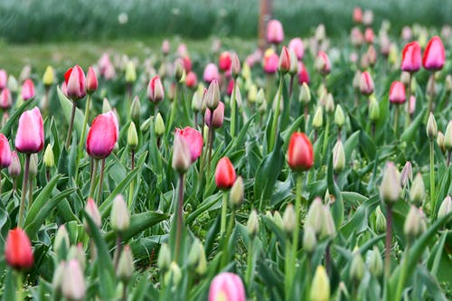 Fotos de stock gratuitas de al aire libre, campo, flora