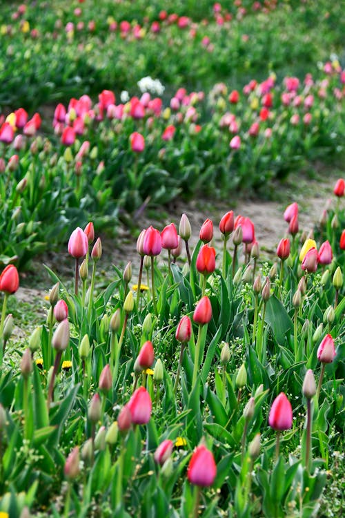 Ilmainen kuvapankkikuva tunnisteilla kasvikunta, kenttä, kukat