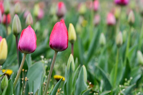 Fotos de stock gratuitas de al aire libre, campo, flor