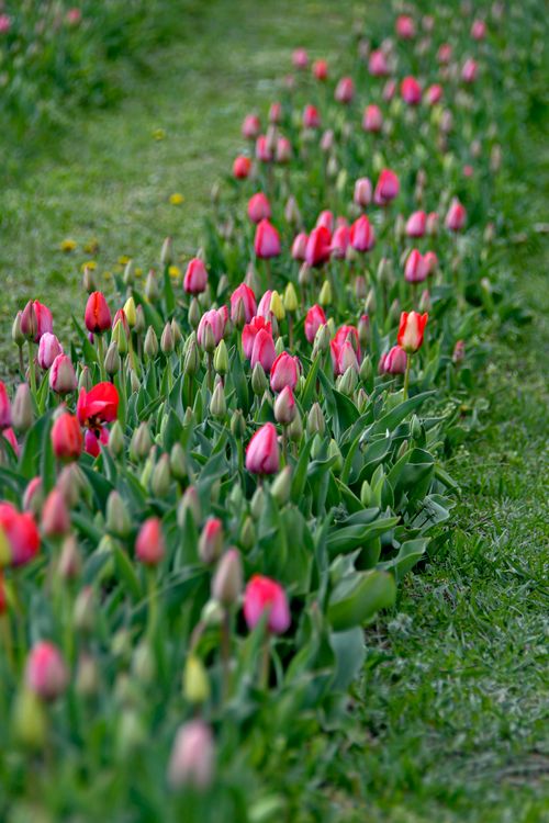 Free Colorful tulip flowers blooming in a lush garden field during springtime, showcasing natural beauty. Stock Photo