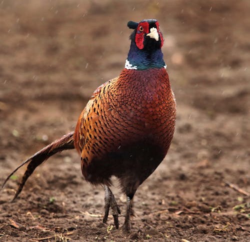 Ring-Necked Pheasant on Brown Soil