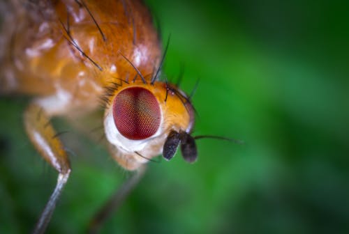 Fotografía Macro De Mosca