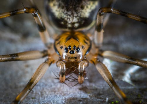 Free Macro Photography of Brown Spider Stock Photo