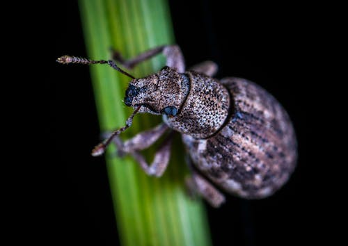 Close-up Photo of Rice Weevil