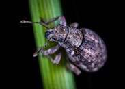 一张详细的宏观图像展示了一只甲虫栖息在绿叶茎上，突出了其纹理